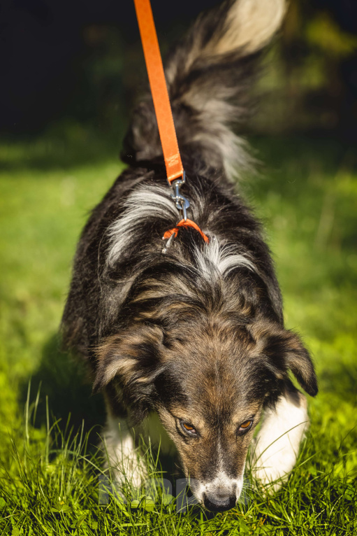 Собаки в Москве: Шарик в добрые руки  Мальчик, Бесплатно - фото 7