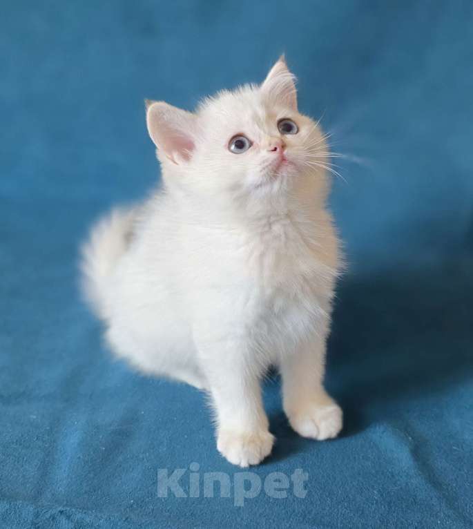 Кошки в Калуге: Raffaella SFS 71 ny 1233 Девочка, Бесплатно - фото 5