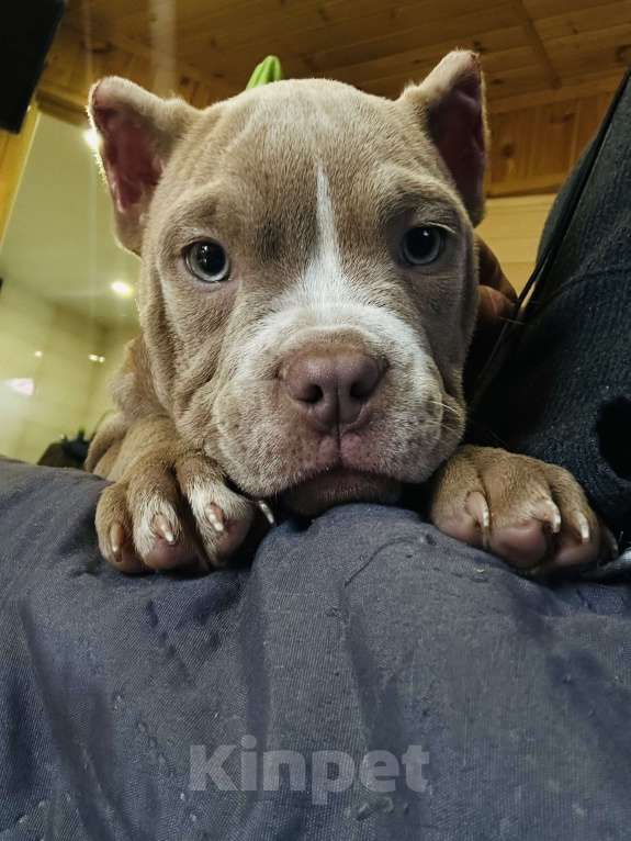 Собаки в Волгограде: Американский булли  Девочка, 60 000 руб. - фото 2