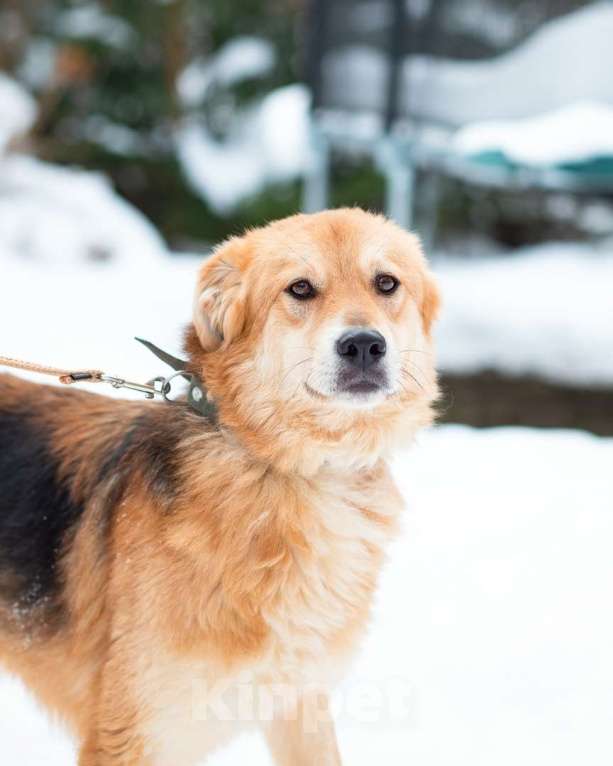 Собаки в Санкт-Петербурге: Мягкая и ласковая молодая собака Девочка, Бесплатно - фото 7