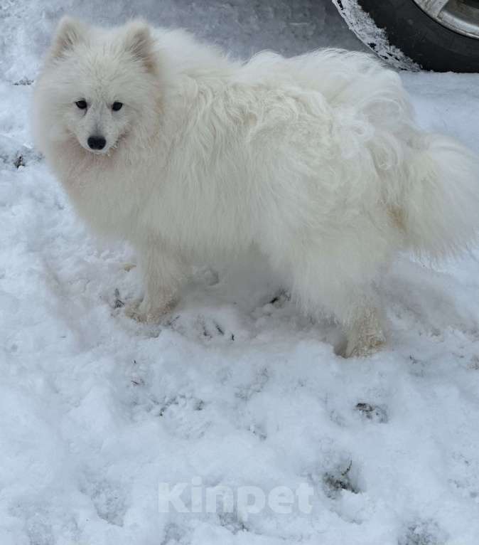 Собаки в Москве: Энри Петто Из Воронцовского Дворца  Мальчик, 50 000 руб. - фото 4