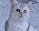 Кошки в Новосибирске: Британский серебристый мальчишка Атлант Мальчик, 40 000 руб. - фото 1
