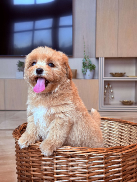 Собаки в других городах Московской области: Мальтипу мини f 1 Мальчик, 200 000 руб. - фото 7