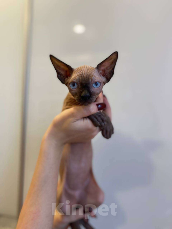 Кошки в Москве: Голубоглазая девочка Канада сфинкс Девочка, 35 000 руб. - фото 1