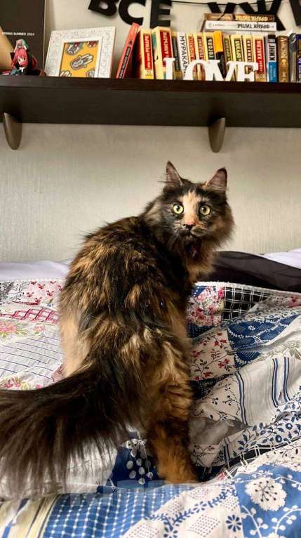 Кошки в Москве: кошка Пестрвшка ищет дом Девочка, Бесплатно - фото 4