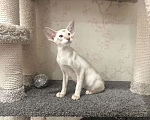 Кошки в Омске: Ориентальный клубный котёнок ищет любящева хозяина Мальчик, 50 999 руб. - фото 2