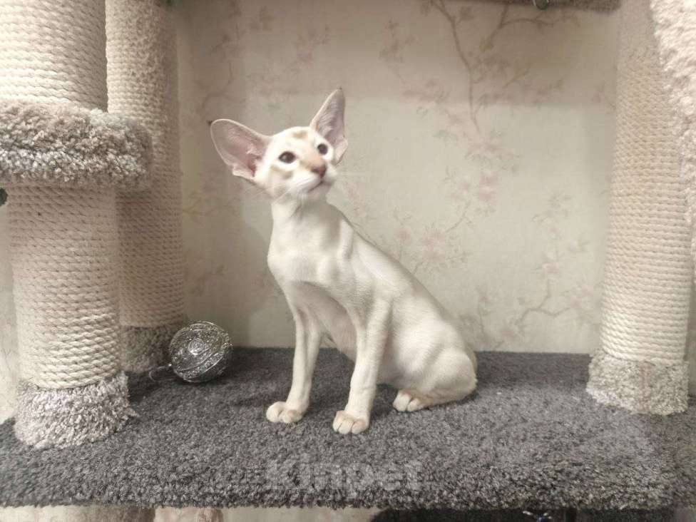 Кошки в Омске: Ориентальный клубный котёнок ищет любящева хозяина Мальчик, 50 999 руб. - фото 2