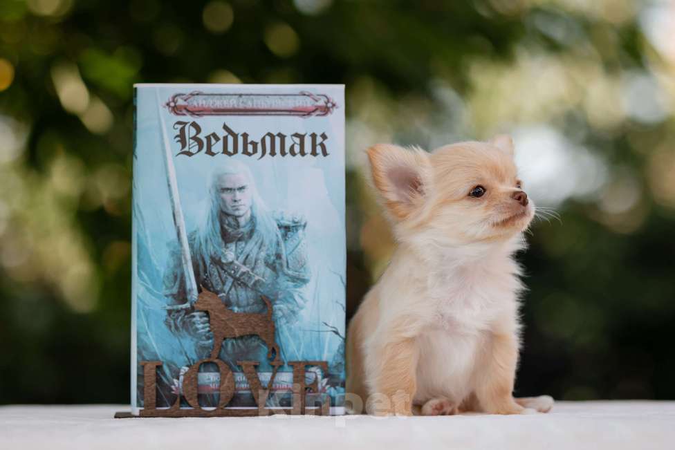 Собаки в других городах Краснодарского края: Щенок Чихуахуа Мальчик, 60 000 руб. - фото 4