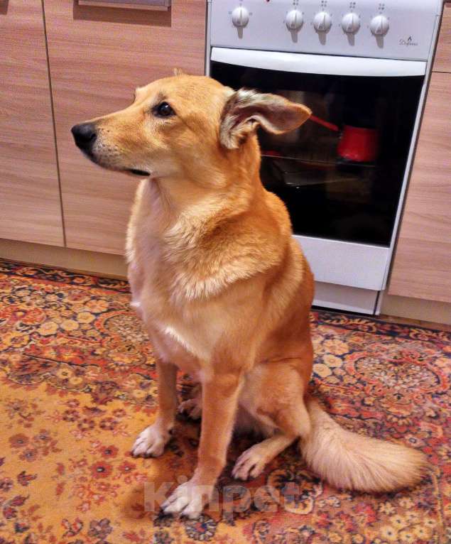 Собаки в Москве: Отдаем собаку в добрые руки Мальчик, Бесплатно - фото 9