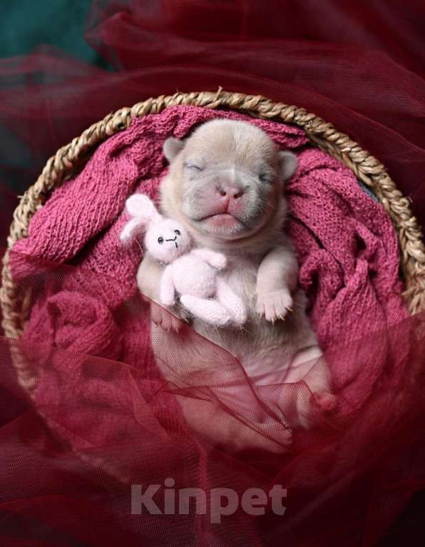 Собаки в Москве: Щенки французского бульдога редкого окраса Девочка, Бесплатно - фото 3