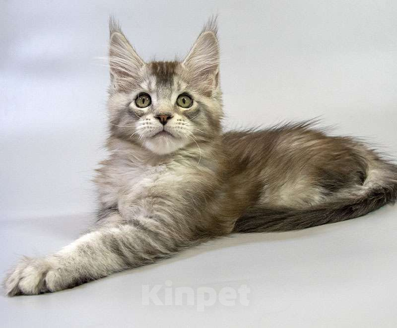 Кошки в Москве: Котенок Мейн Кун Мальчик, Бесплатно - фото 1