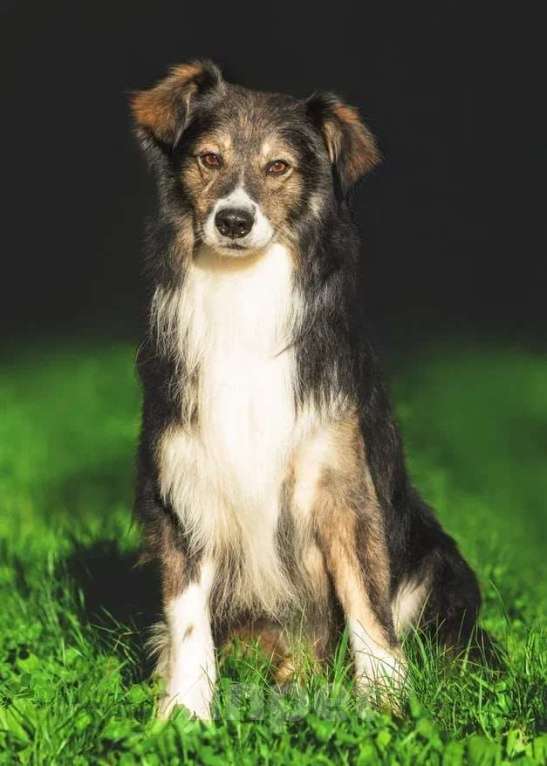 Собаки в Мытищах: Привет. Меня зовут Шарик Мальчик, Бесплатно - фото 7