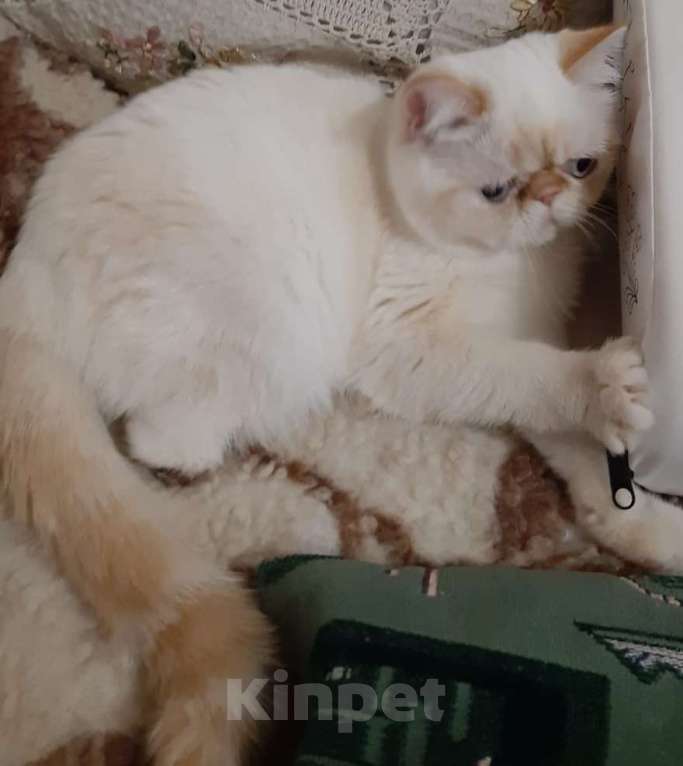 Кошки в Долгопрудном: Ян и Яна ищут один дом на двоих Мальчик, Бесплатно - фото 5