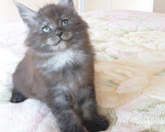 Кошки в Москве: Мейн-кун котик Мальчик, Бесплатно - фото 1