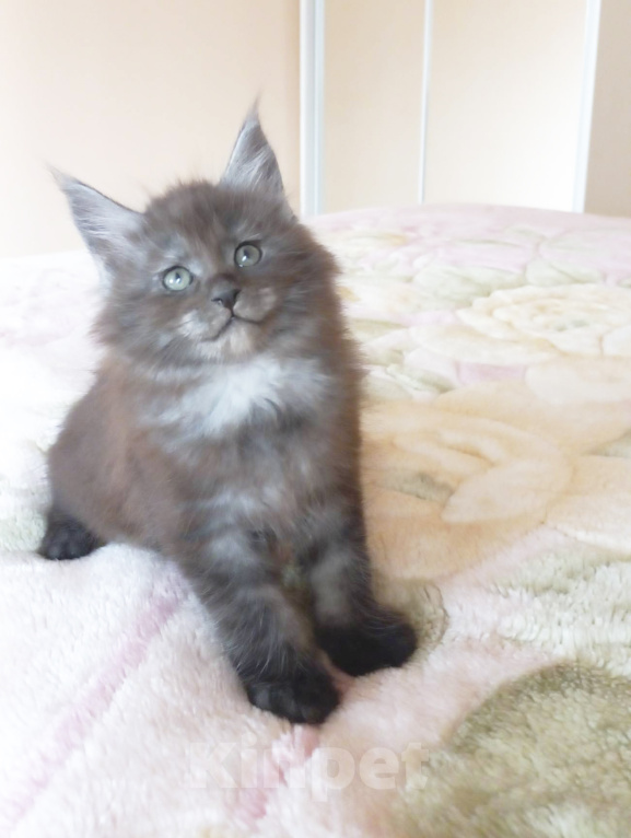 Кошки в Москве: Мейн-кун котик Мальчик, Бесплатно - фото 1