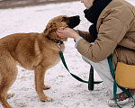 Собаки в Москве: Щенок в добрые руки Девочка, 10 руб. - фото 5