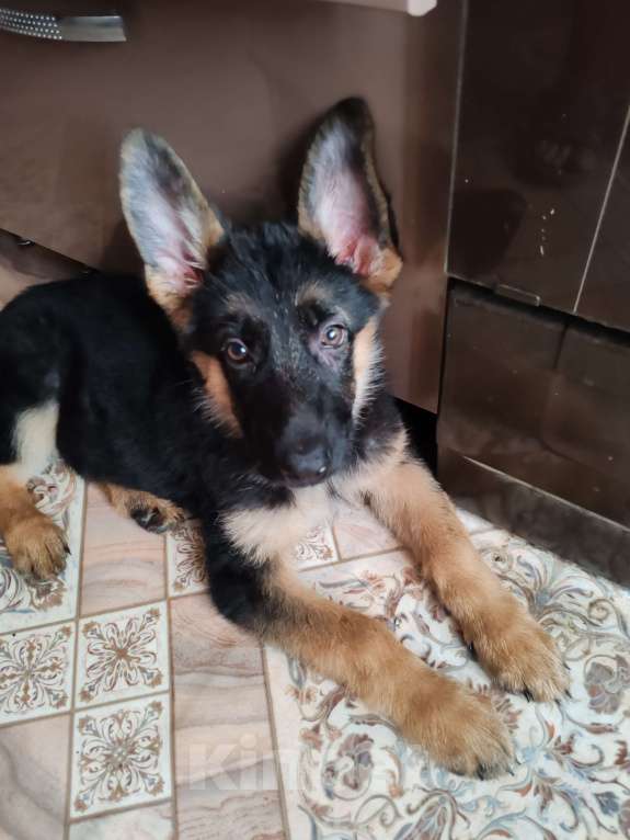 Собаки в Березовском: Продам собаку Девочка, 10 000 руб. - фото 3