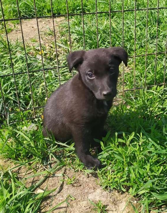 Собаки в Москве: Осталось только 2 дня. Срочно нужен дом Мальчик, Бесплатно - фото 2