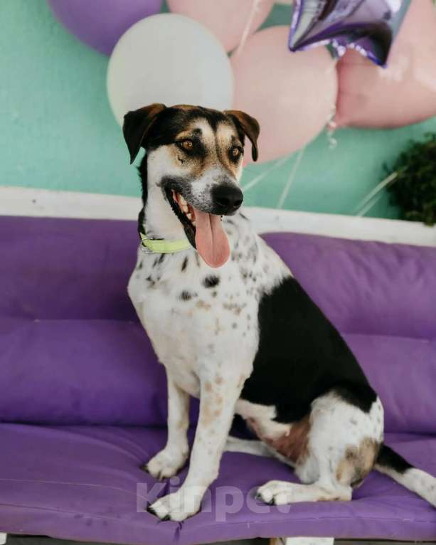 Собаки в Люберцах: Джулия ищет семью Девочка, Бесплатно - фото 6