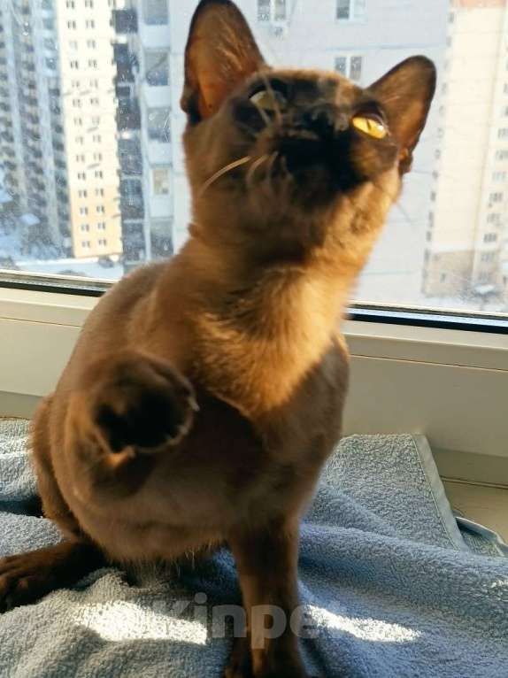 Кошки в Ростове-на-Дону: Европейская бурма  Мальчик, 65 000 руб. - фото 2