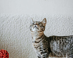 Кошки в Москве: Котёнок, 200 руб. - фото 5