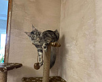 Кошки в Красноуфимске: Вязка Девочка, 10 руб. - фото 1