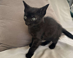 Кошки в Нальчике: Котята в добрые , заботливые и ответственные рукии Девочка, Бесплатно - фото 1