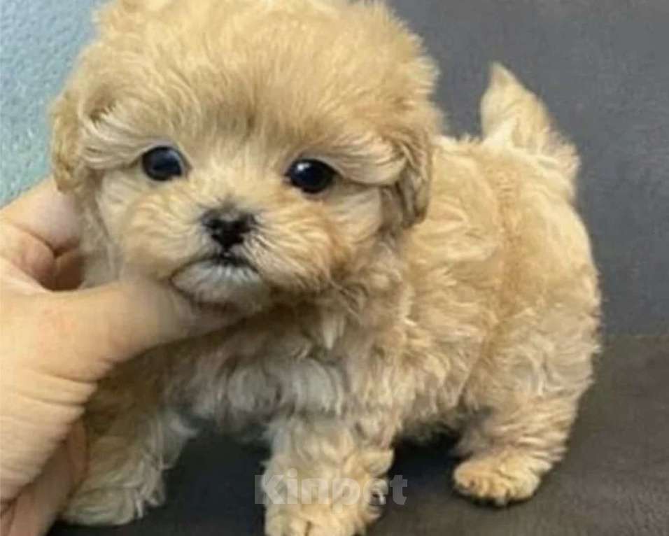 Собаки в Мытищах: Щенки мальтипу Девочка, 200 000 руб. - фото 4