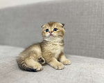 Кошки в Москве: Плюшевый вислоухий шотландский котенок девочка с документами Девочка, 28 000 руб. - фото 5