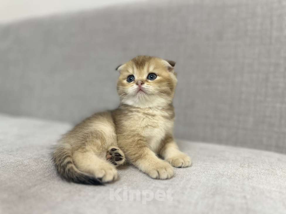 Кошки в Москве: Плюшевый вислоухий шотландский котенок девочка с документами Девочка, 28 000 руб. - фото 5