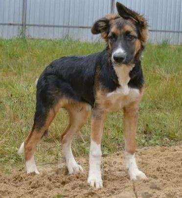 Собаки в Москве: Тайга Девочка, Бесплатно - фото 3