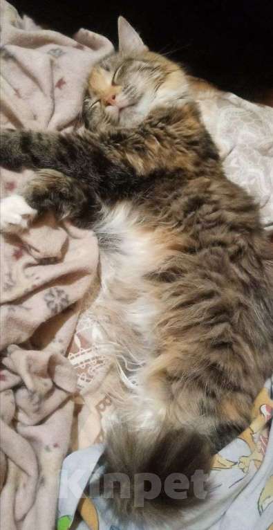 Кошки в Москве: котенок Лиса ищет дом Девочка, Бесплатно - фото 3