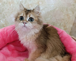 Кошки в Санкт-Петербурге: Золотой британский котик Мальчик, 9 000 руб. - фото 5