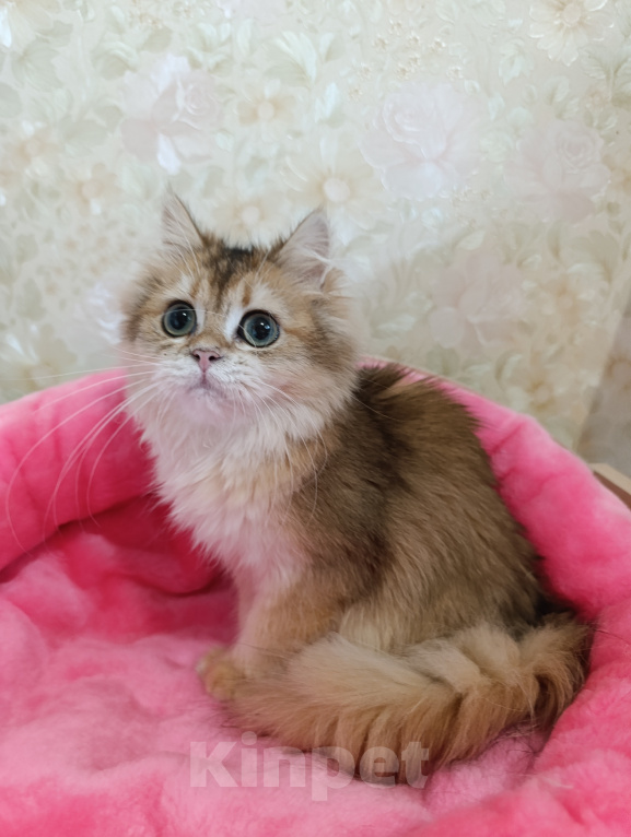 Кошки в Санкт-Петербурге: Золотой британский котик Мальчик, 9 000 руб. - фото 5