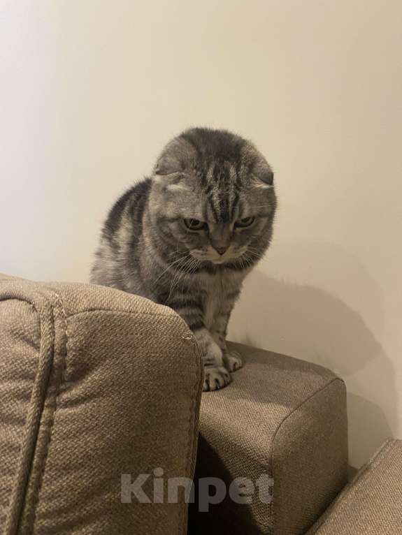 Кошки в Москве: Отдам в добрую семью. Часто в командировках Мальчик, Бесплатно - фото 5