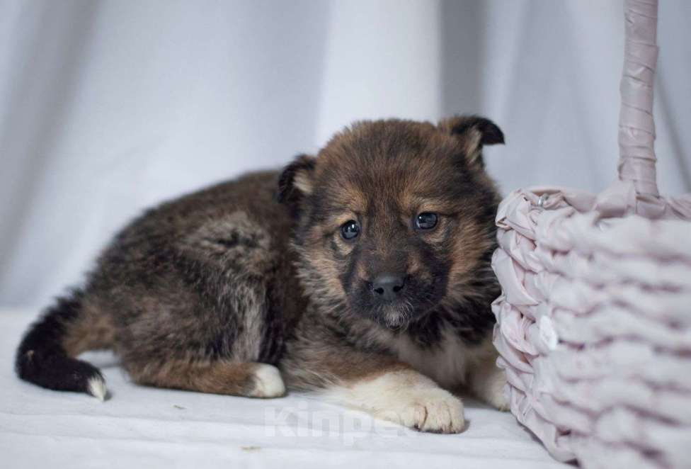 Собаки в Ногинске: Щенок девочка в добрые руки Девочка, Бесплатно - фото 3