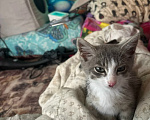 Кошки в Калуге: Котенок Шелдон Мальчик, Бесплатно - фото 3