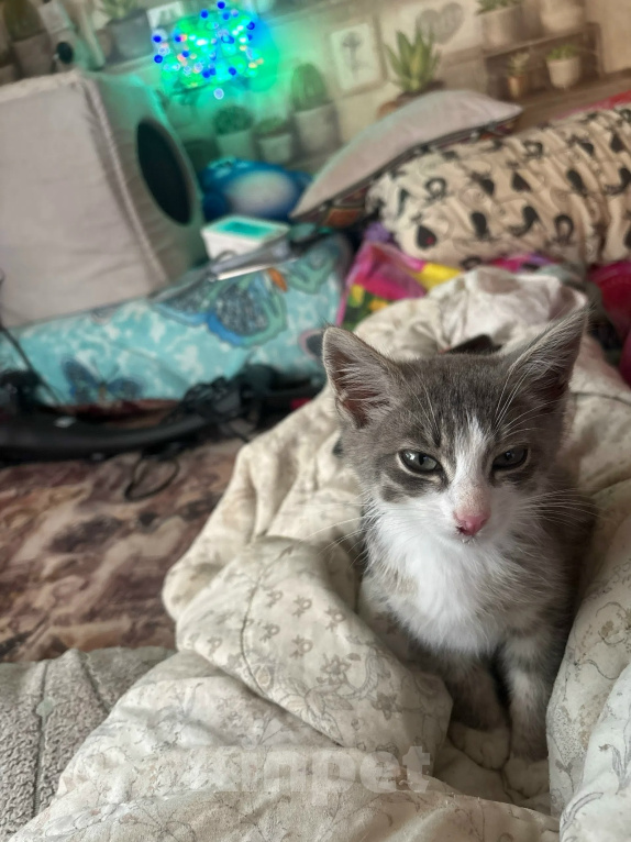 Кошки в Калуге: Котенок Шелдон Мальчик, Бесплатно - фото 3