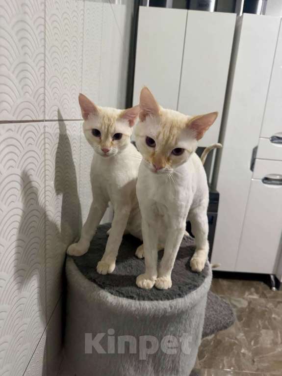 Кошки в других городах Ростовской области: Срочно отдаю в добрые руки Мальчик, Бесплатно - фото 3