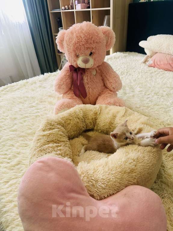 Кошки в Краснодаре: Персиковый котенок Мальчик, Бесплатно - фото 2