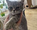Кошки в других городах Самарской области: Шотландские котята прямоухие Мальчик, 1 500 руб. - фото 2
