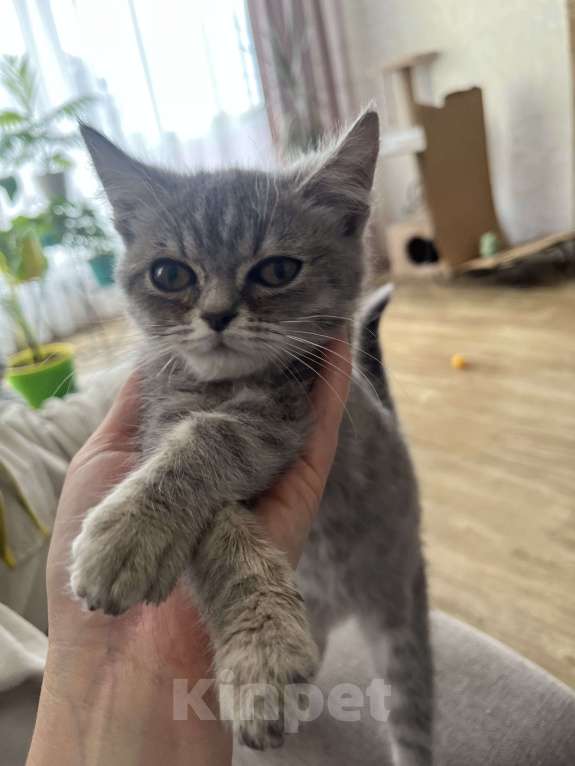 Кошки в других городах Самарской области: Шотландские котята прямоухие Мальчик, 1 500 руб. - фото 2