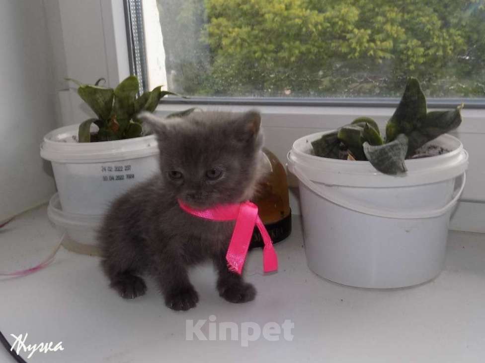 Кошки в Москве: Котята породы Шартрез Девочка, 10 000 руб. - фото 5