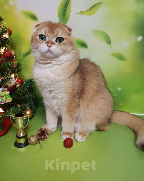 Кошки в Санкт-Петербурге: Шотландский кот Мальчик, 40 000 руб. - фото 7