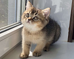 Кошки в Астрахани: Котик Царес Мальчик, 30 000 руб. - фото 4