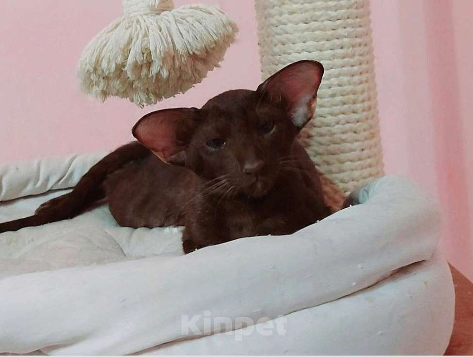 Кошки в Волгограде: Ориентальные котята Мальчик, 50 000 руб. - фото 1