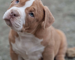 Собаки в Евпатории: Американский булли  Мальчик, 150 000 руб. - фото 1