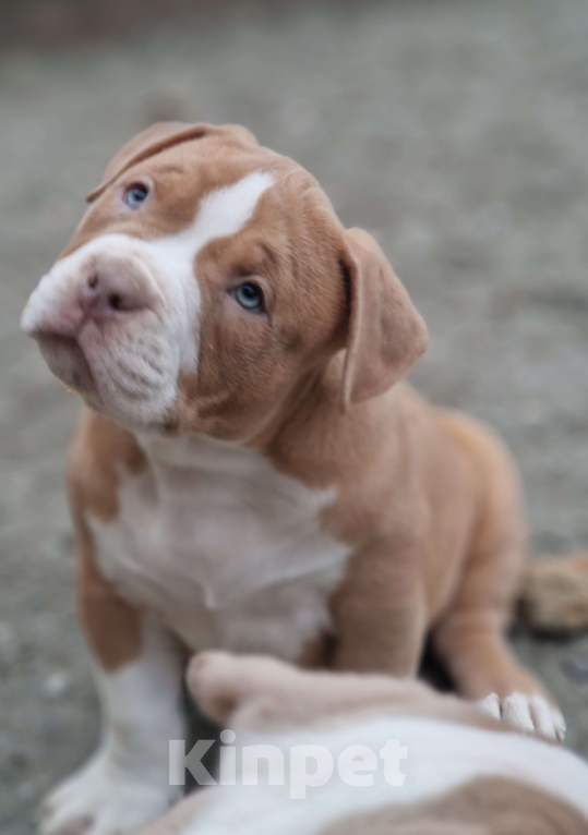 Собаки в Евпатории: Американский булли  Мальчик, 150 000 руб. - фото 1