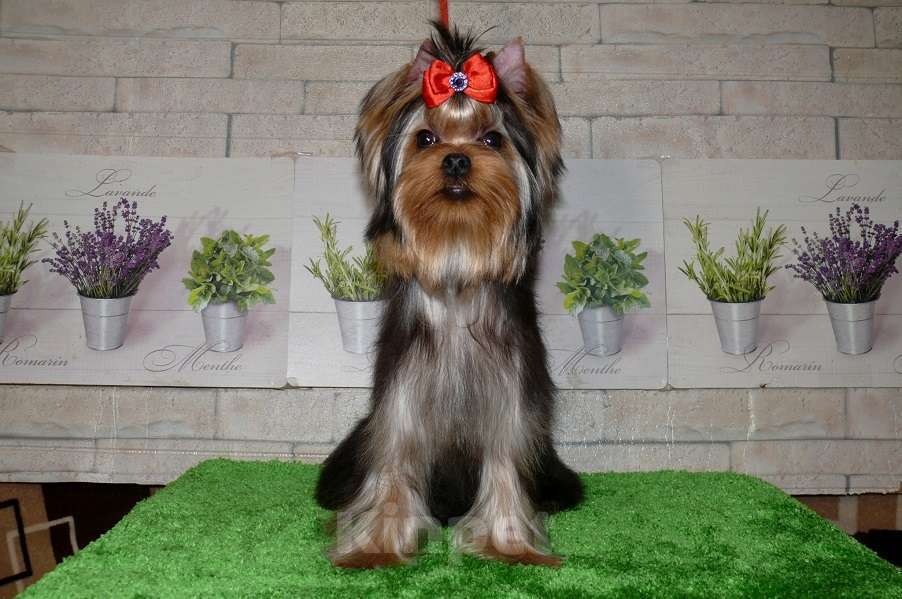 Собаки в Королеве: Йорк девочка 6 мес. Девочка, 110 000 руб. - фото 4