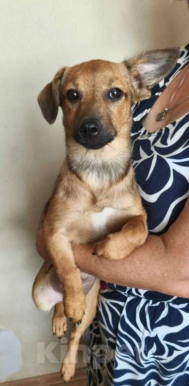 Собаки в Москве: Маленькая собачка в дар Девочка, Бесплатно - фото 2